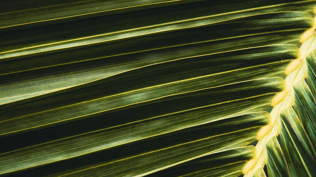 Textile Rayé Vert et Noir. Wallpaper in 1280x720 Resolution