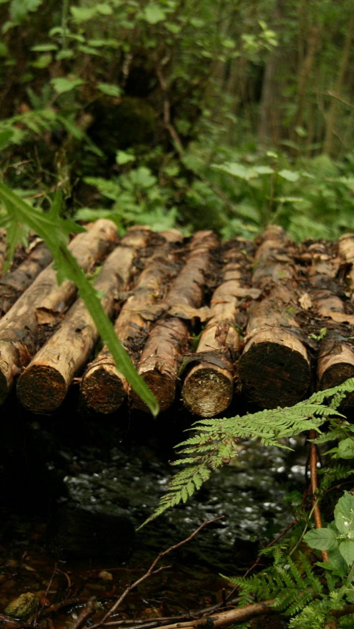 Brown Tree Log on Green Grass. Wallpaper in 720x1280 Resolution