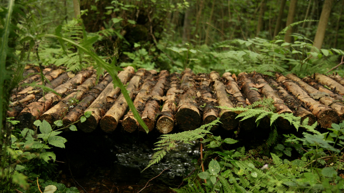 Journal D'arbre Brun Sur L'herbe Verte. Wallpaper in 1366x768 Resolution