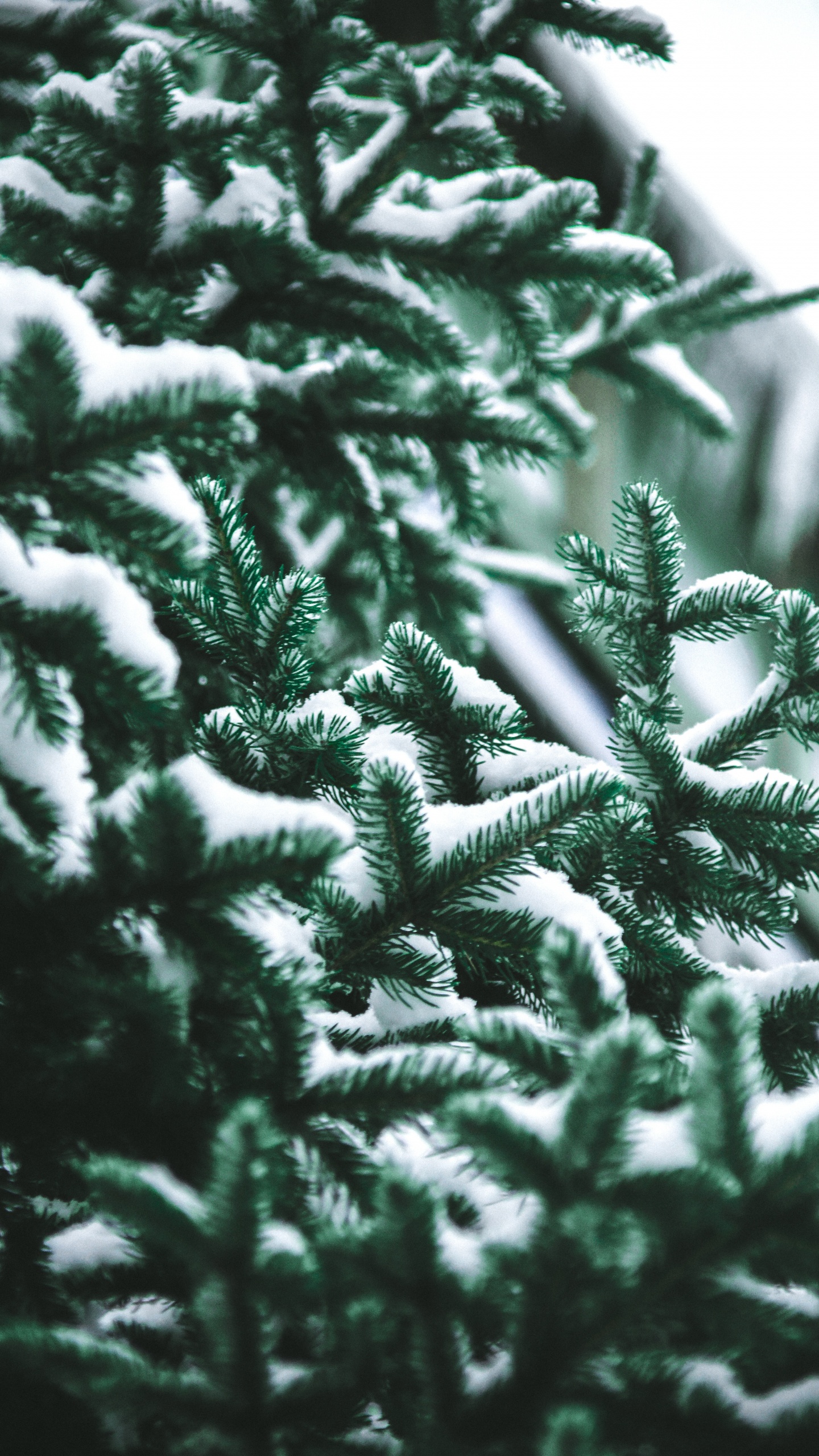 Pin, Colombien de L'épinette, Le Sapin Baumier, Jaune Sapin, Épinette du Colorado. Wallpaper in 1440x2560 Resolution