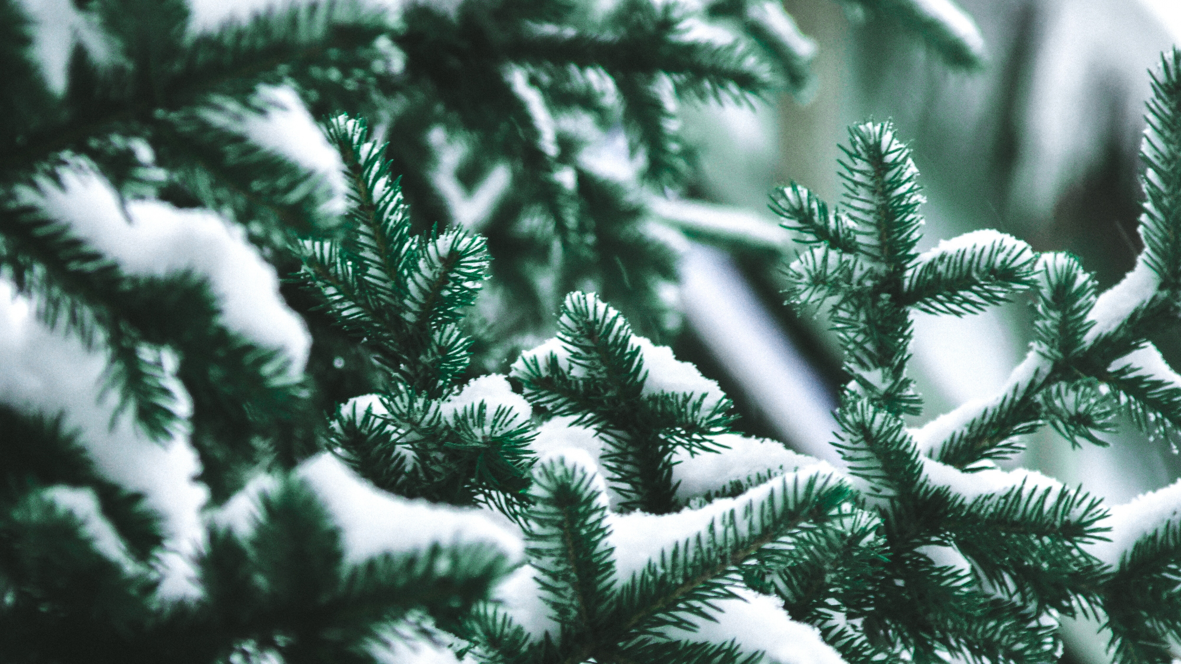 Pin, Colombien de L'épinette, Le Sapin Baumier, Jaune Sapin, Épinette du Colorado. Wallpaper in 3840x2160 Resolution