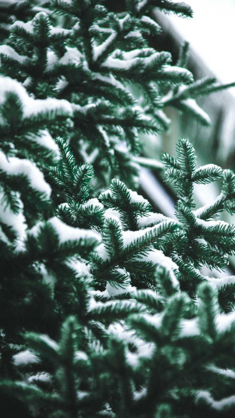 Pin, Colombien de L'épinette, Le Sapin Baumier, Jaune Sapin, Épinette du Colorado. Wallpaper in 750x1334 Resolution