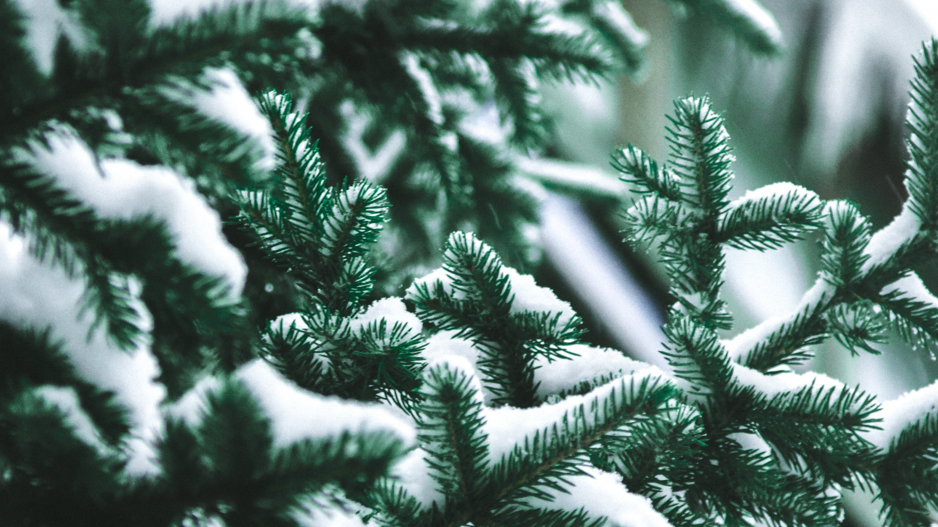 Baum, Columbian Fichte, Balsam-Tanne, Gelb Tanne, Colorado-Fichte. Wallpaper in 1920x1080 Resolution