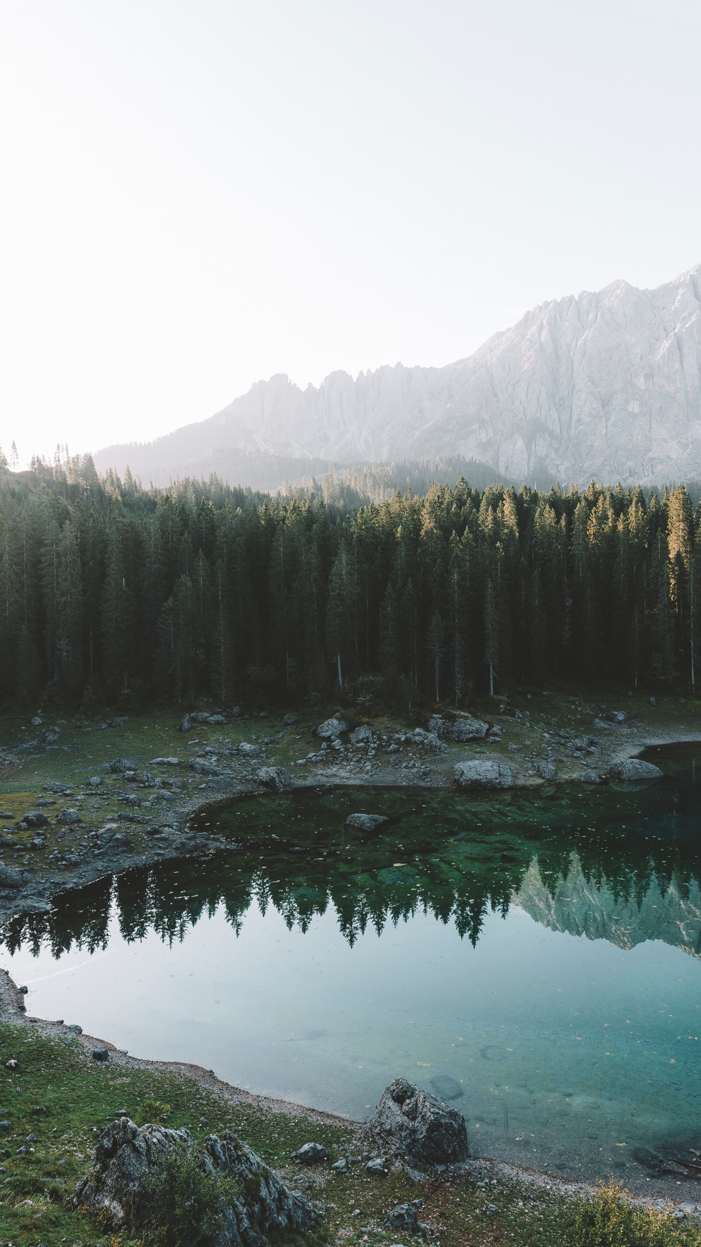 Fir, Forest, Lake, Natural Landscape, Nature. Wallpaper in 1440x2560 Resolution