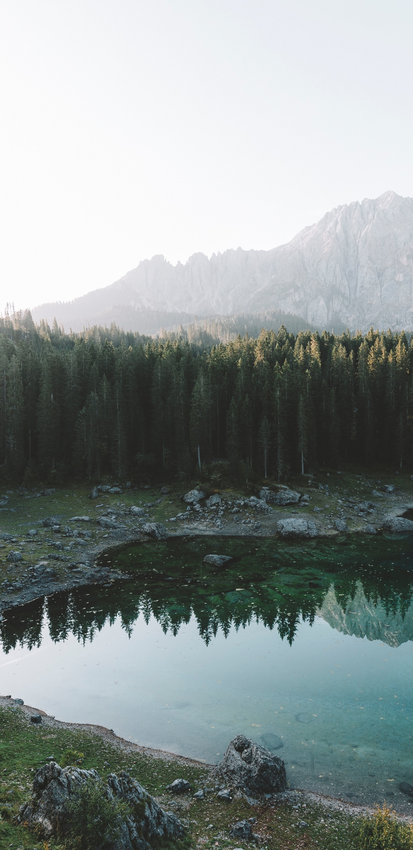 Fir, Forest, Lake, Natural Landscape, Nature. Wallpaper in 1440x2960 Resolution