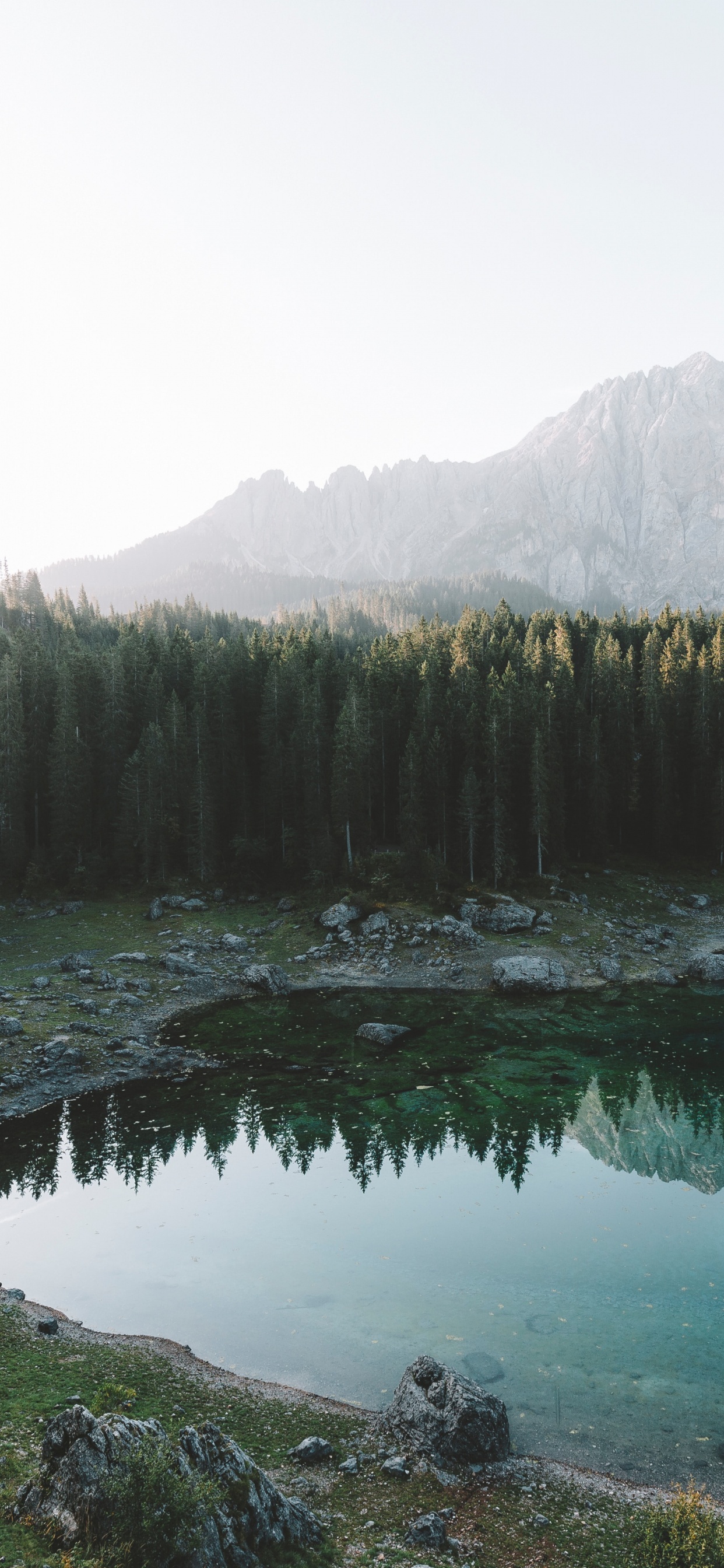 Fir, Wald, See, Naturlandschaft, Natur. Wallpaper in 1242x2688 Resolution