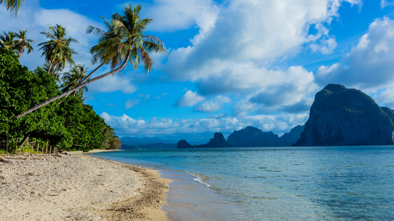 Green Palm Tree on Beach Shore During Daytime. Wallpaper in 1366x768 Resolution