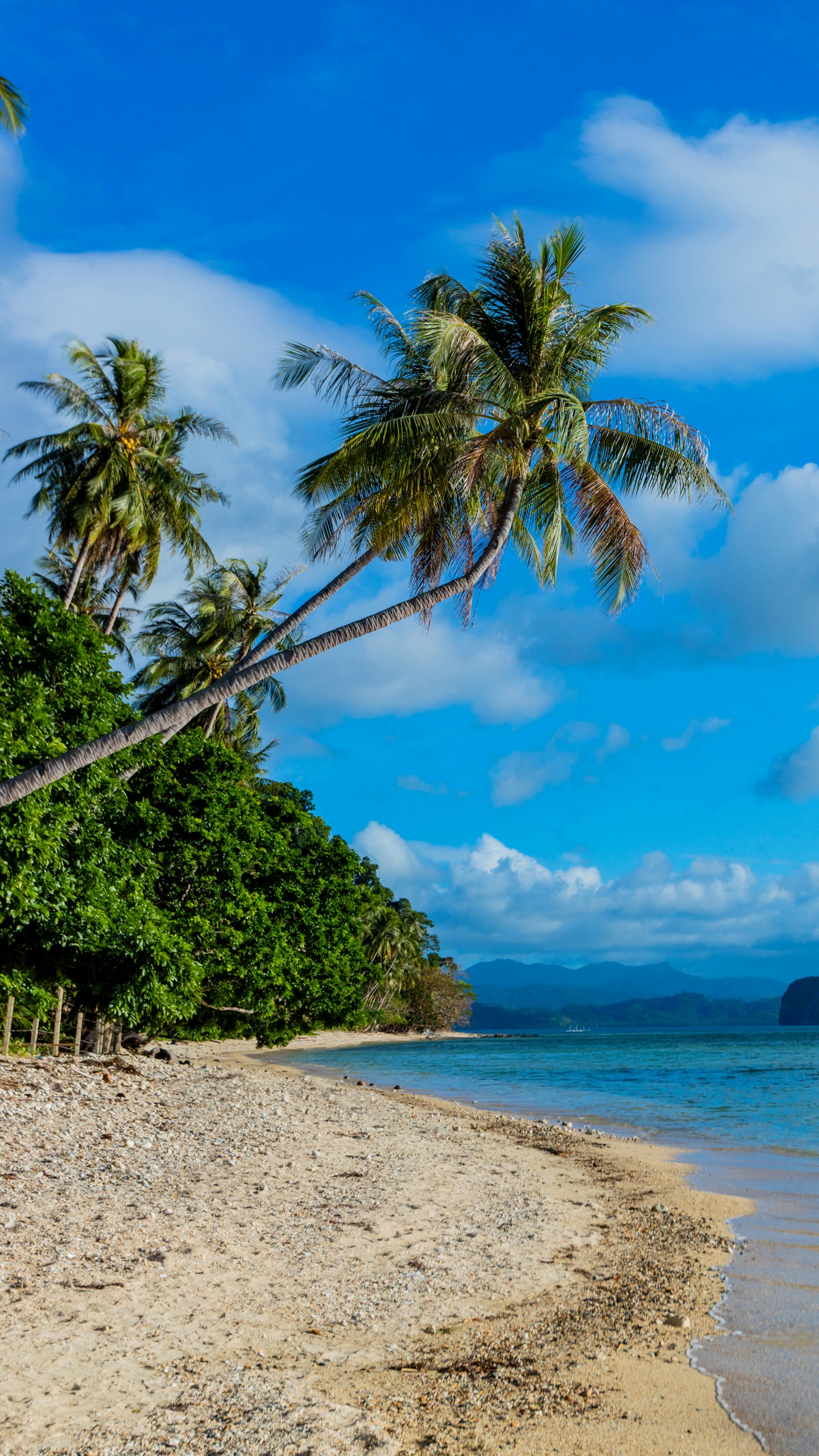 Green Palm Tree on Beach Shore During Daytime. Wallpaper in 1440x2560 Resolution