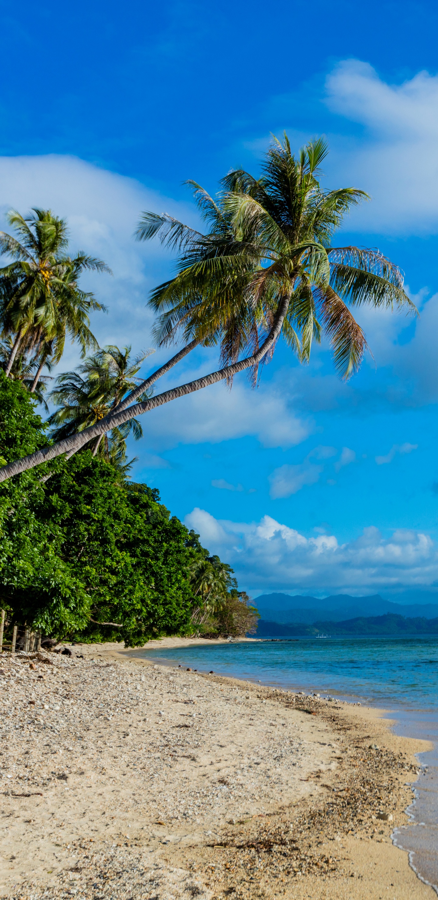 Green Palm Tree on Beach Shore During Daytime. Wallpaper in 1440x2960 Resolution