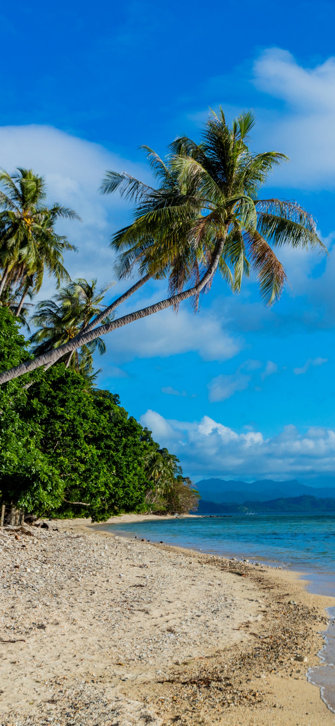 Palmera Verde en la Orilla de la Playa Durante el Día. Wallpaper in 1125x2436 Resolution