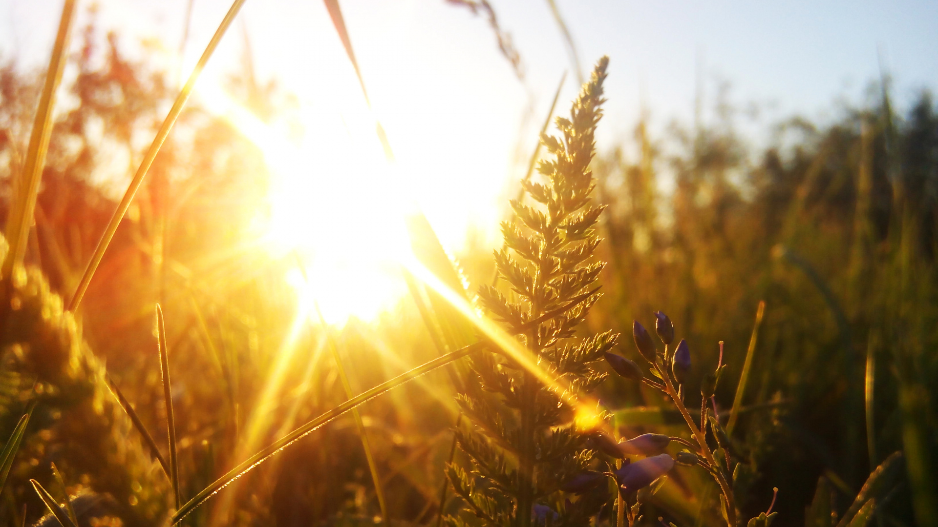 Grünes Weizenfeld Bei Sonnenuntergang. Wallpaper in 1920x1080 Resolution