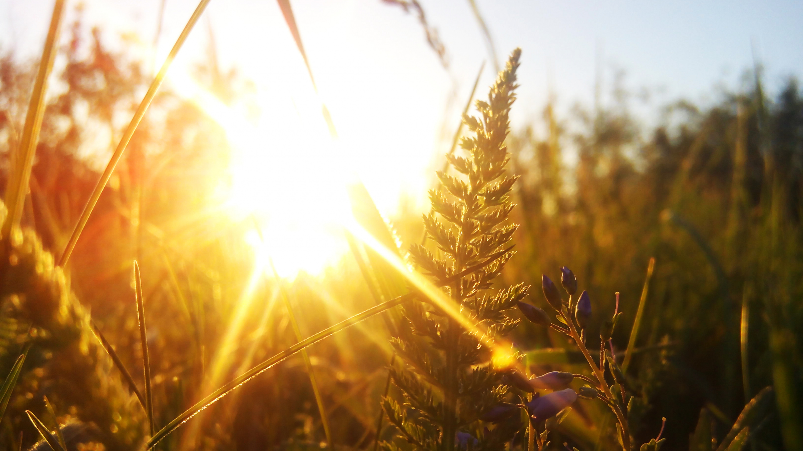 Grünes Weizenfeld Bei Sonnenuntergang. Wallpaper in 2560x1440 Resolution