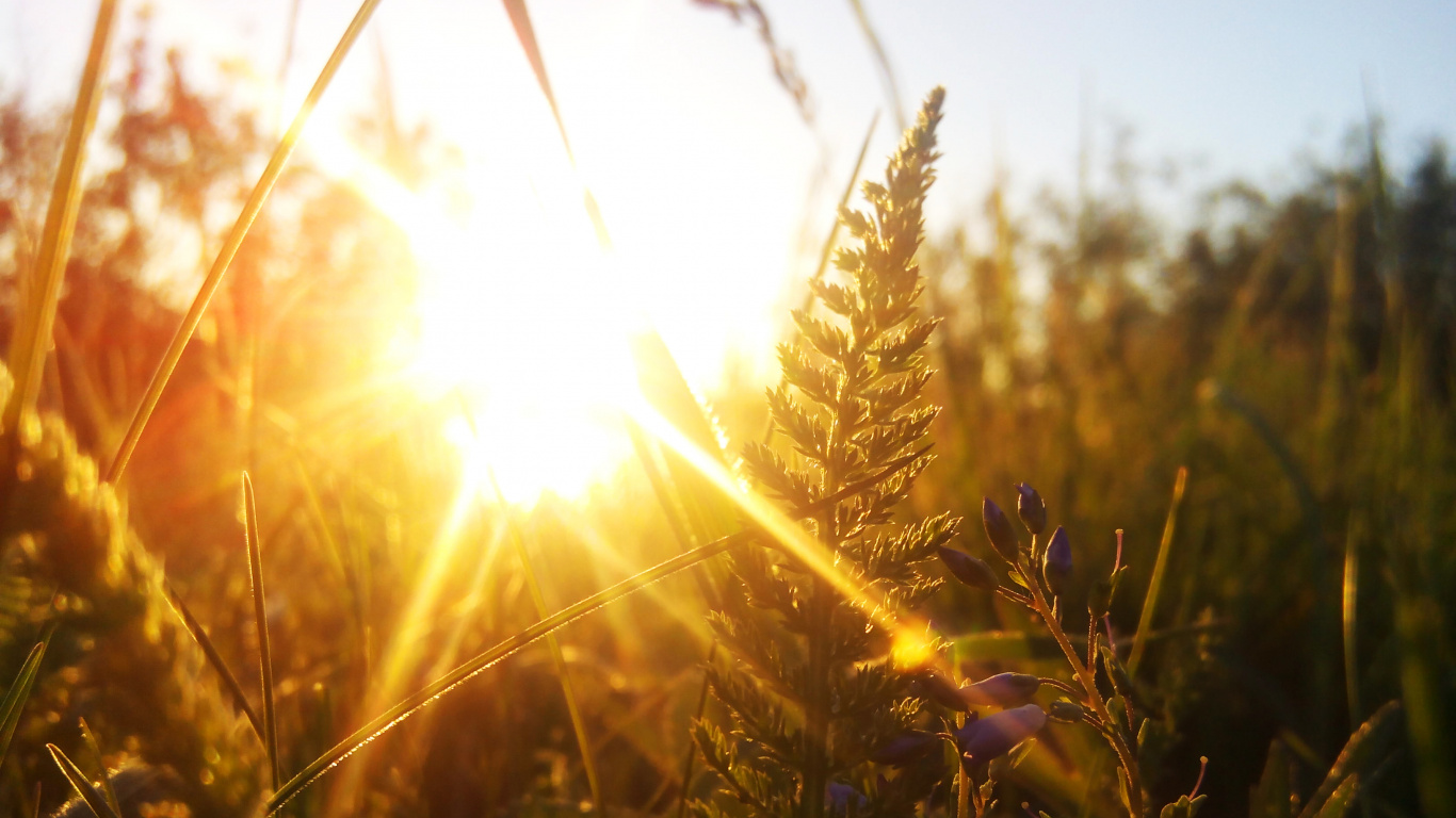 日落, 阳光, 小麦, 光, 草 壁纸 1366x768 允许