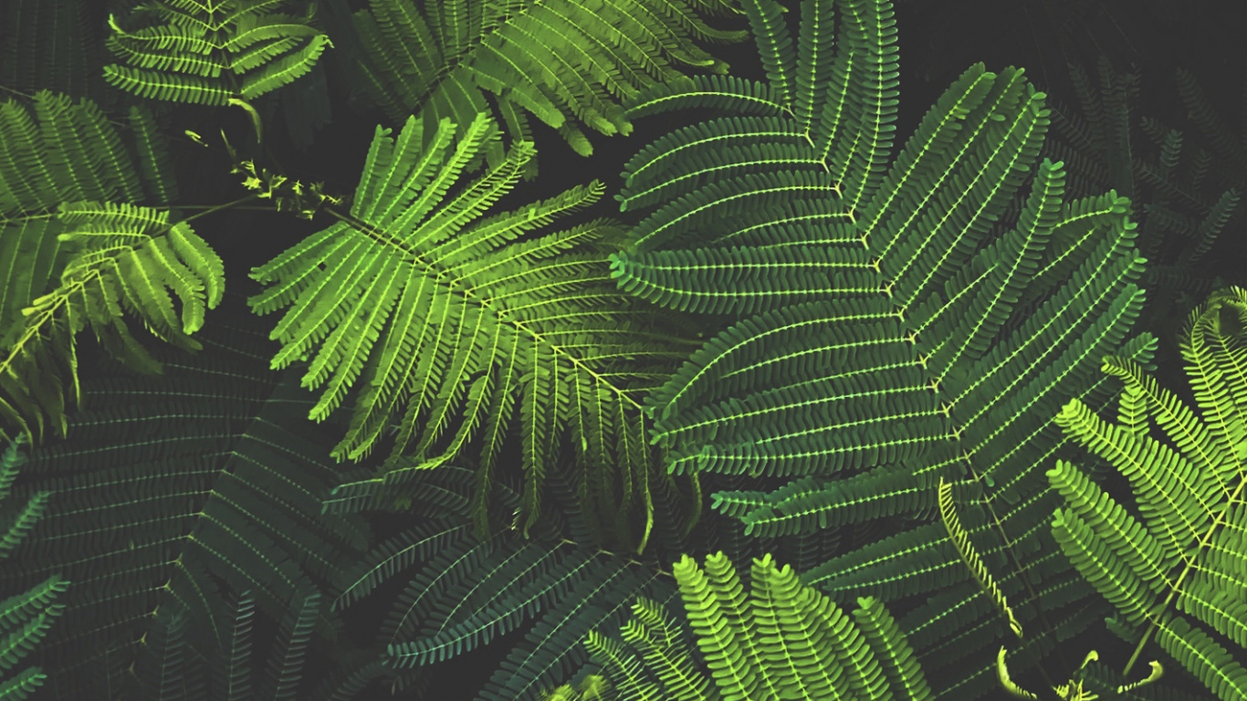 Neujahr, Vegetation, Blatt, Terrestrische Pflanzen, Farn. Wallpaper in 1366x768 Resolution