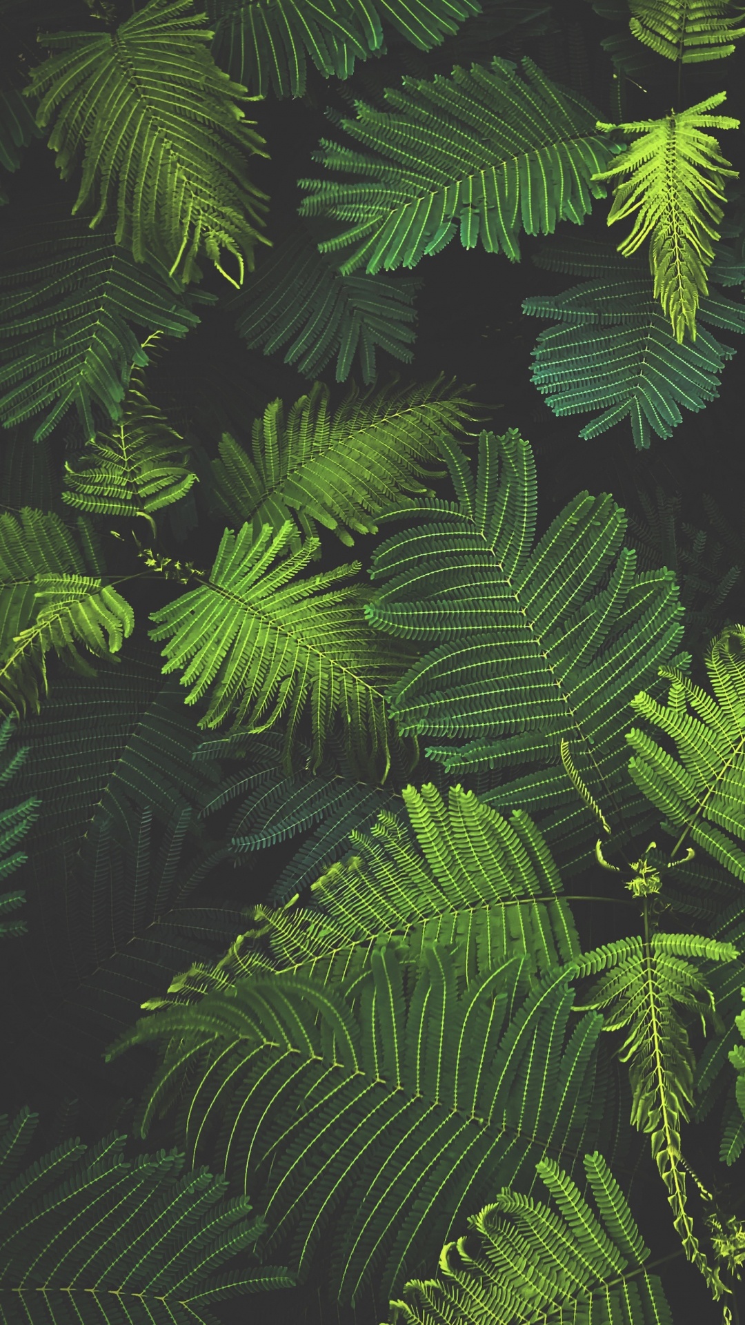 New Year, Christmas, Vegetation, Leaf, Terrestrial Plant. Wallpaper in 1080x1920 Resolution