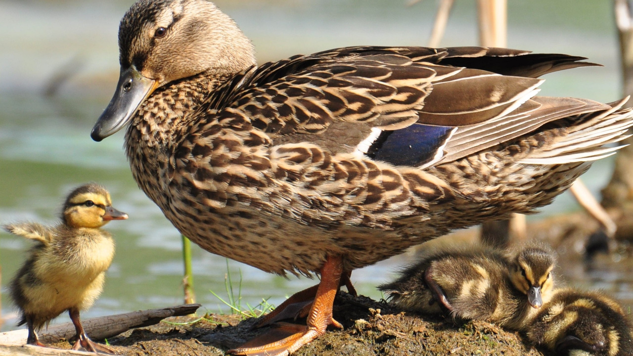 Brown Duck on Brown Soil. Wallpaper in 1280x720 Resolution