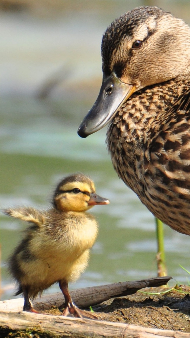 Brown Duck on Brown Soil. Wallpaper in 750x1334 Resolution