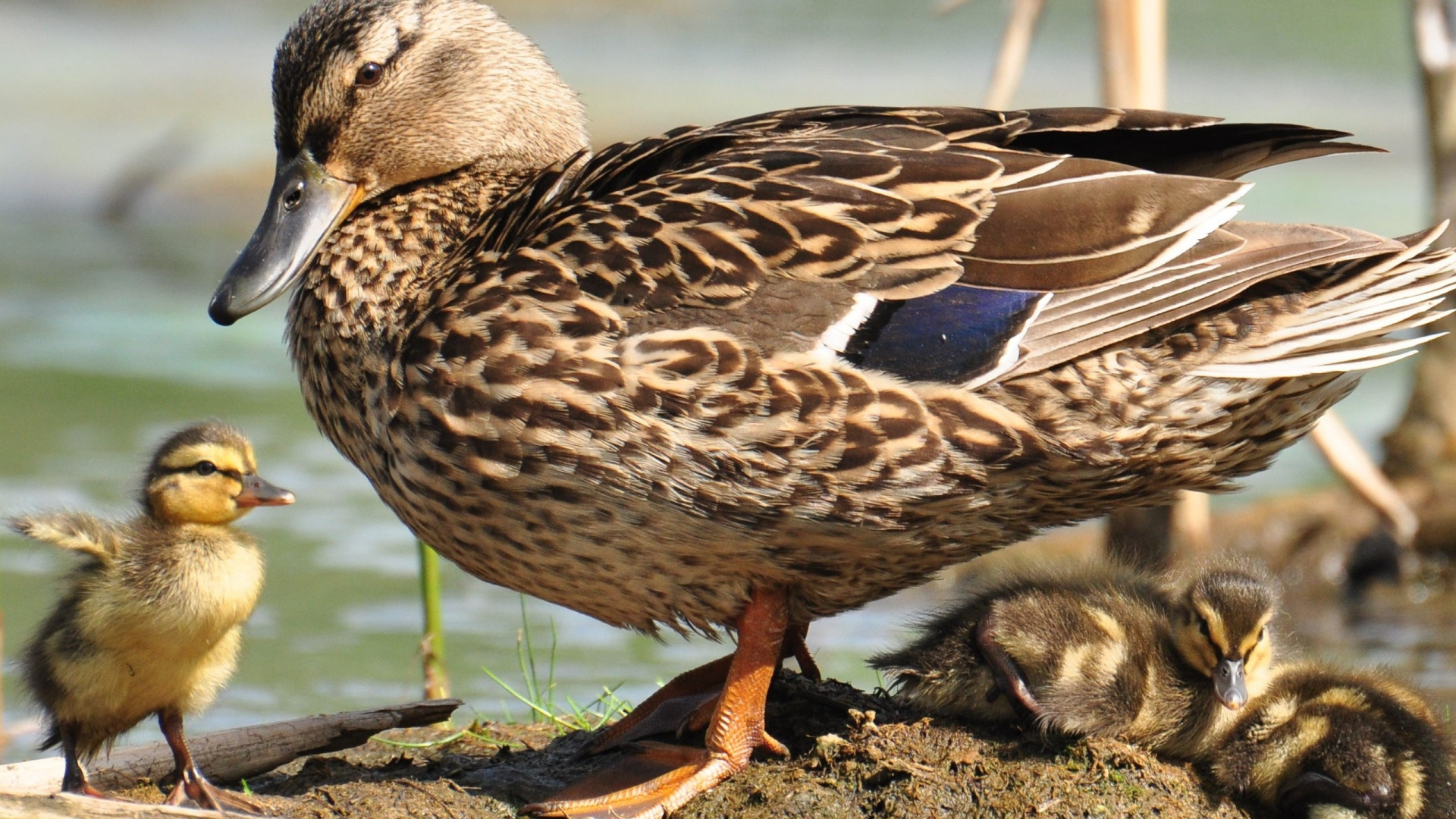 Braune Ente Auf Brauner Erde. Wallpaper in 1920x1080 Resolution