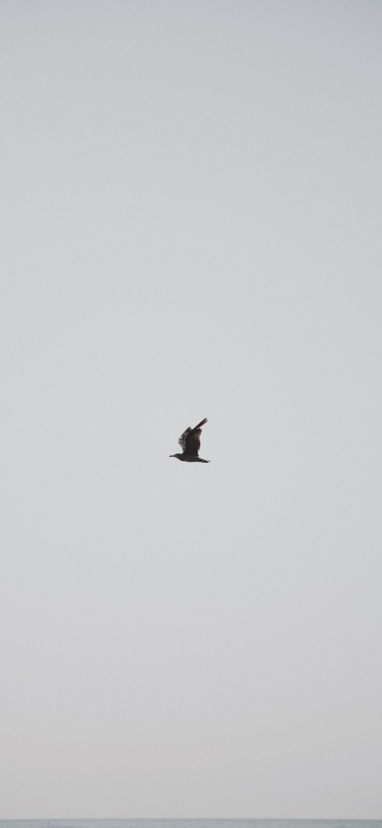 Oiseau Noir Volant Sous le Ciel Bleu Pendant la Journée. Wallpaper in 1242x2688 Resolution