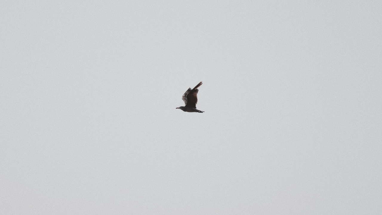 Oiseau Noir Volant Sous le Ciel Bleu Pendant la Journée. Wallpaper in 1280x720 Resolution