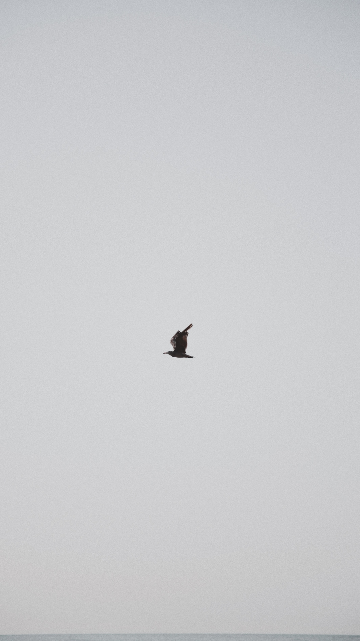 Pájaro Negro Volando Bajo un Cielo Azul Durante el Día. Wallpaper in 1440x2560 Resolution
