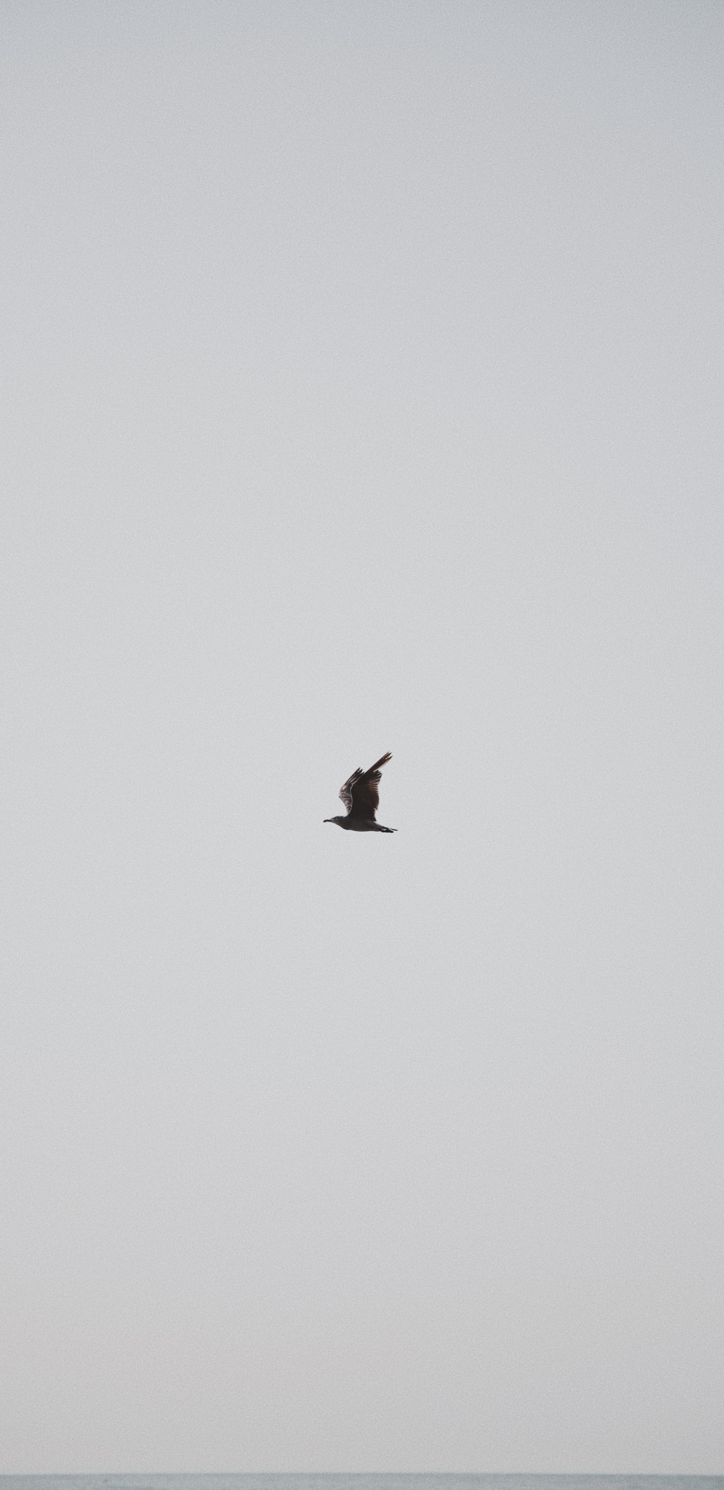 Pájaro Negro Volando Bajo un Cielo Azul Durante el Día. Wallpaper in 1440x2960 Resolution