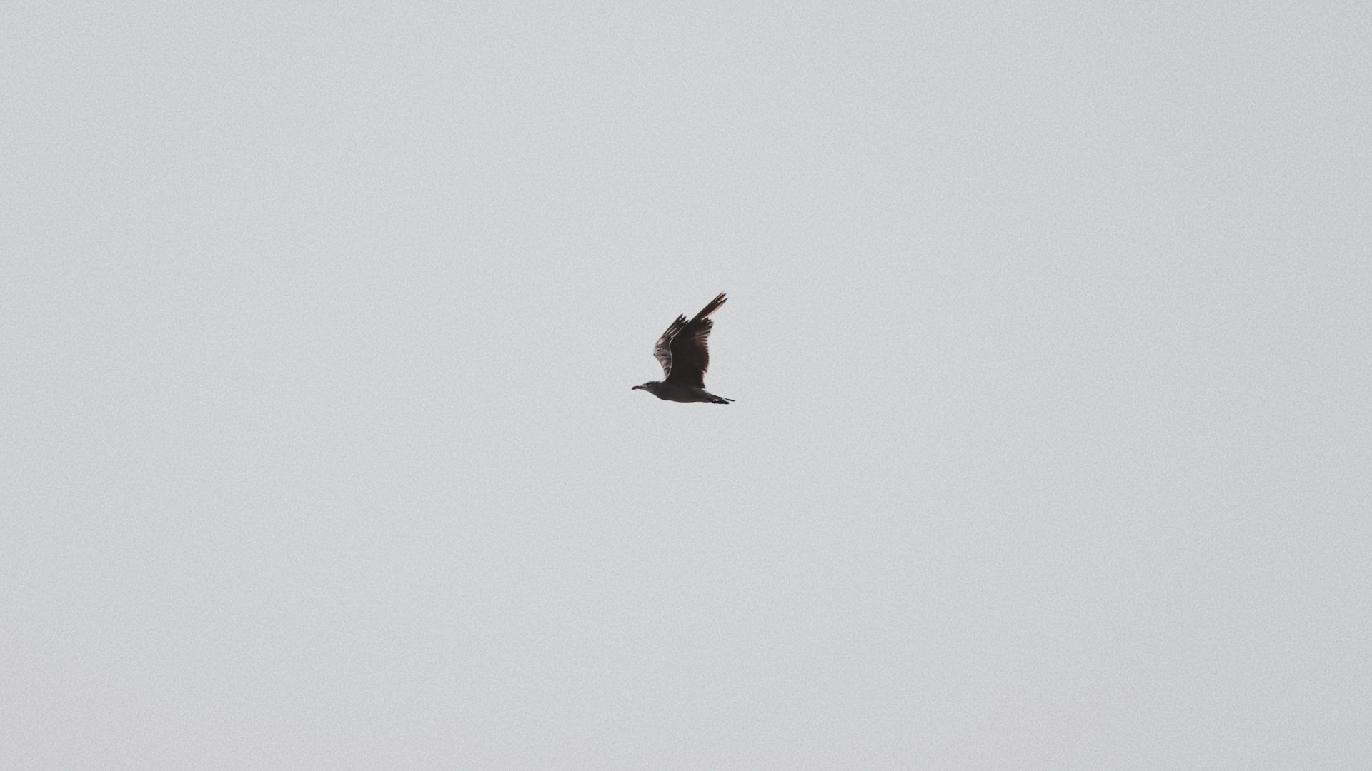 Pájaro Negro Volando Bajo un Cielo Azul Durante el Día. Wallpaper in 1920x1080 Resolution