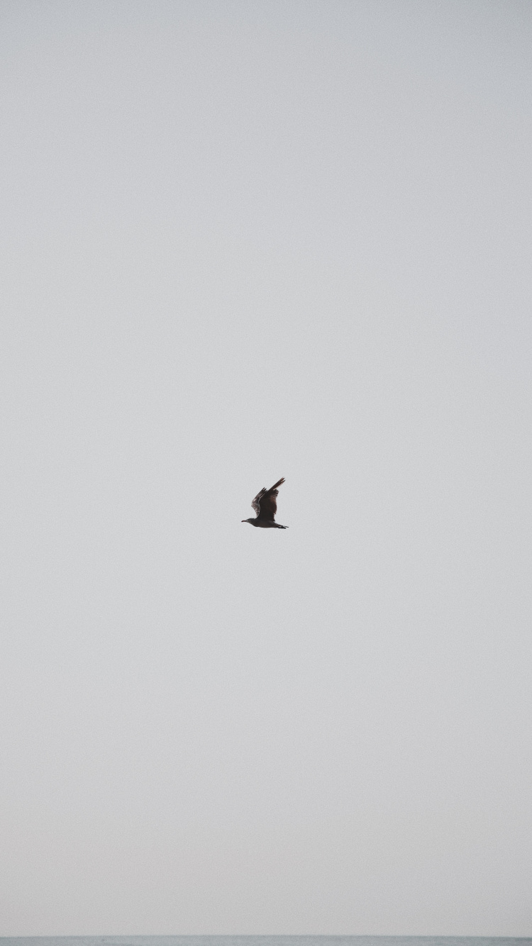 Pájaro Negro Volando Bajo un Cielo Azul Durante el Día. Wallpaper in 750x1334 Resolution