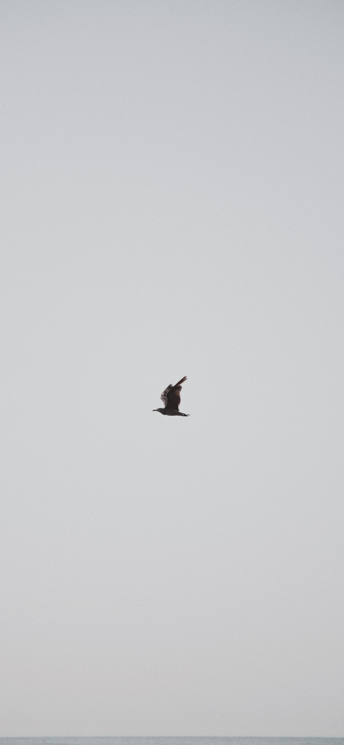 Schwarzer Vogel, Der Tagsüber Unter Blauem Himmel Fliegt. Wallpaper in 1125x2436 Resolution