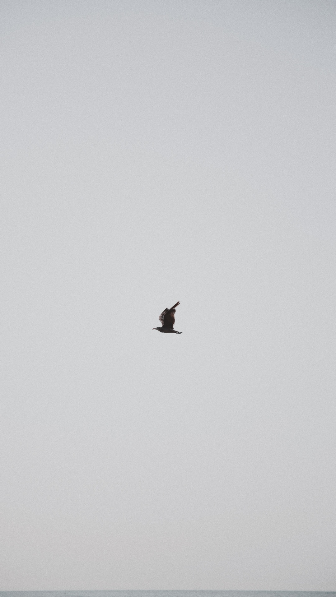 Black Bird Flying Under Blue Sky During Daytime. Wallpaper in 1080x1920 Resolution
