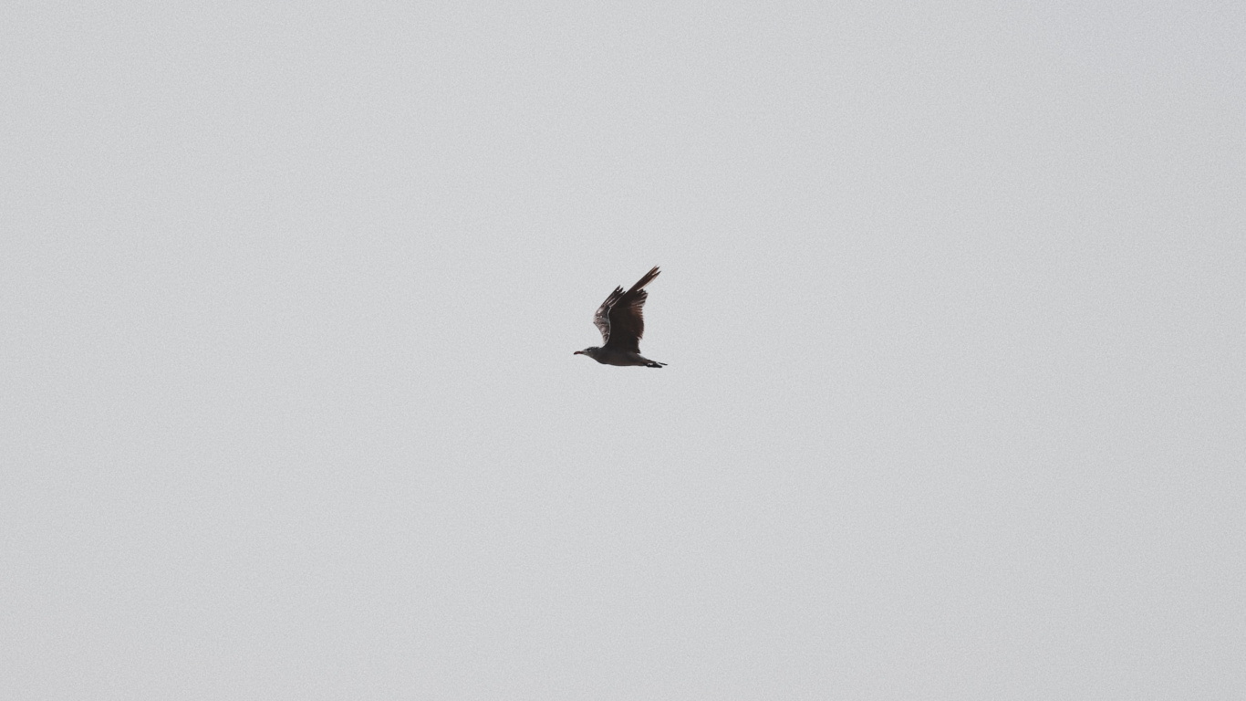 Black Bird Flying Under Blue Sky During Daytime. Wallpaper in 1366x768 Resolution