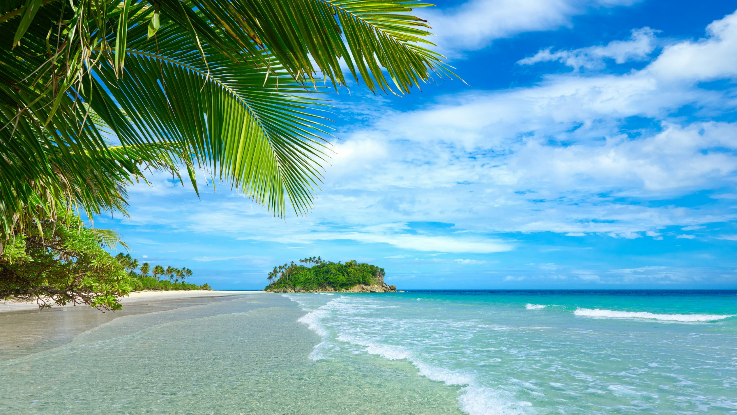 Green Palm Tree on White Sand Beach During Daytime. Wallpaper in 2560x1440 Resolution