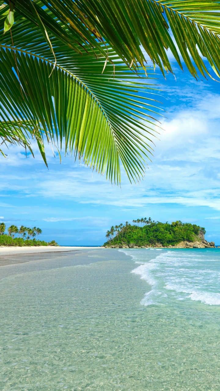 Green Palm Tree on White Sand Beach During Daytime. Wallpaper in 720x1280 Resolution