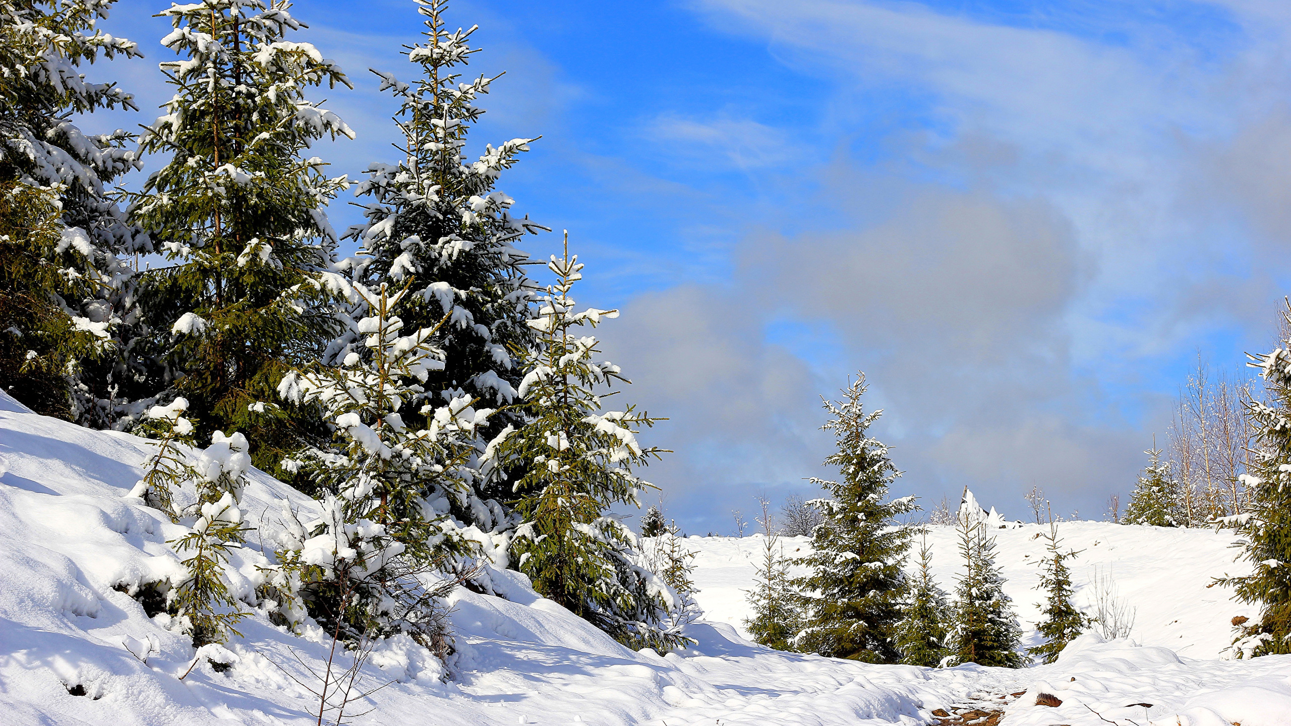 Pino Verde Cubierto de Nieve Durante el Día. Wallpaper in 2560x1440 Resolution