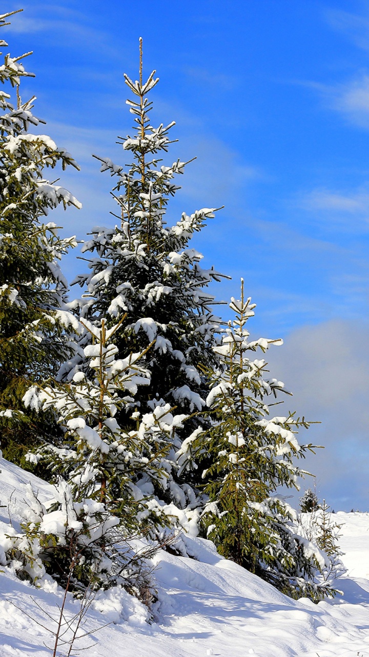 Tagsüber Mit Schnee Bedeckte Grüne Kiefer. Wallpaper in 720x1280 Resolution