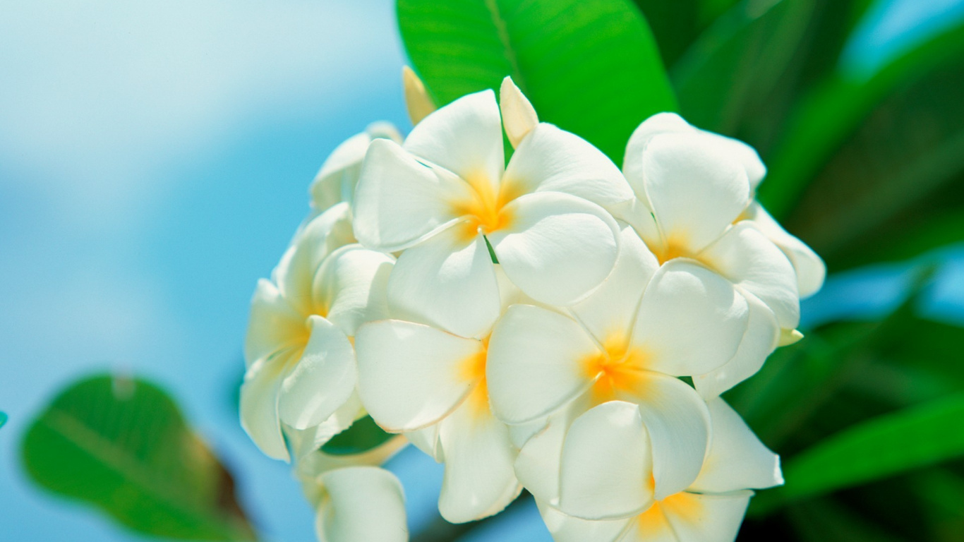 Fleur Blanche et Jaune Dans L'objectif Macro. Wallpaper in 1366x768 Resolution