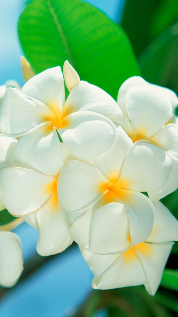 Fleur Blanche et Jaune Dans L'objectif Macro. Wallpaper in 720x1280 Resolution