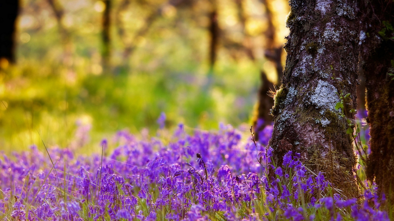 Purple Flower Field During Daytime. Wallpaper in 1366x768 Resolution