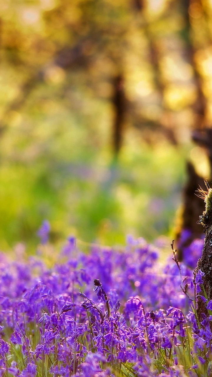 Purple Flower Field During Daytime. Wallpaper in 720x1280 Resolution