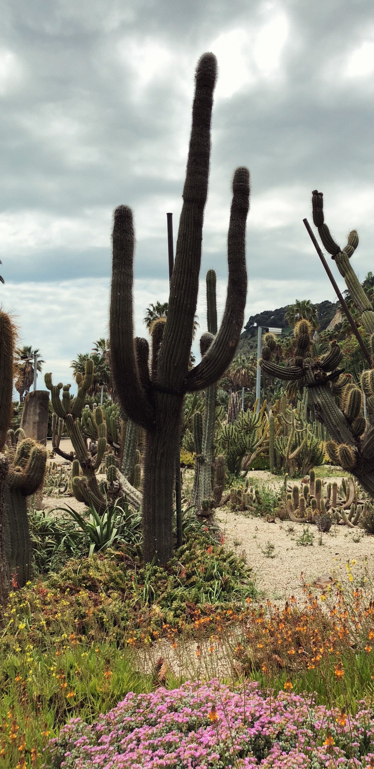 Flower, Vegetation, Shrubland, Plant, Plant Community. Wallpaper in 1440x2960 Resolution