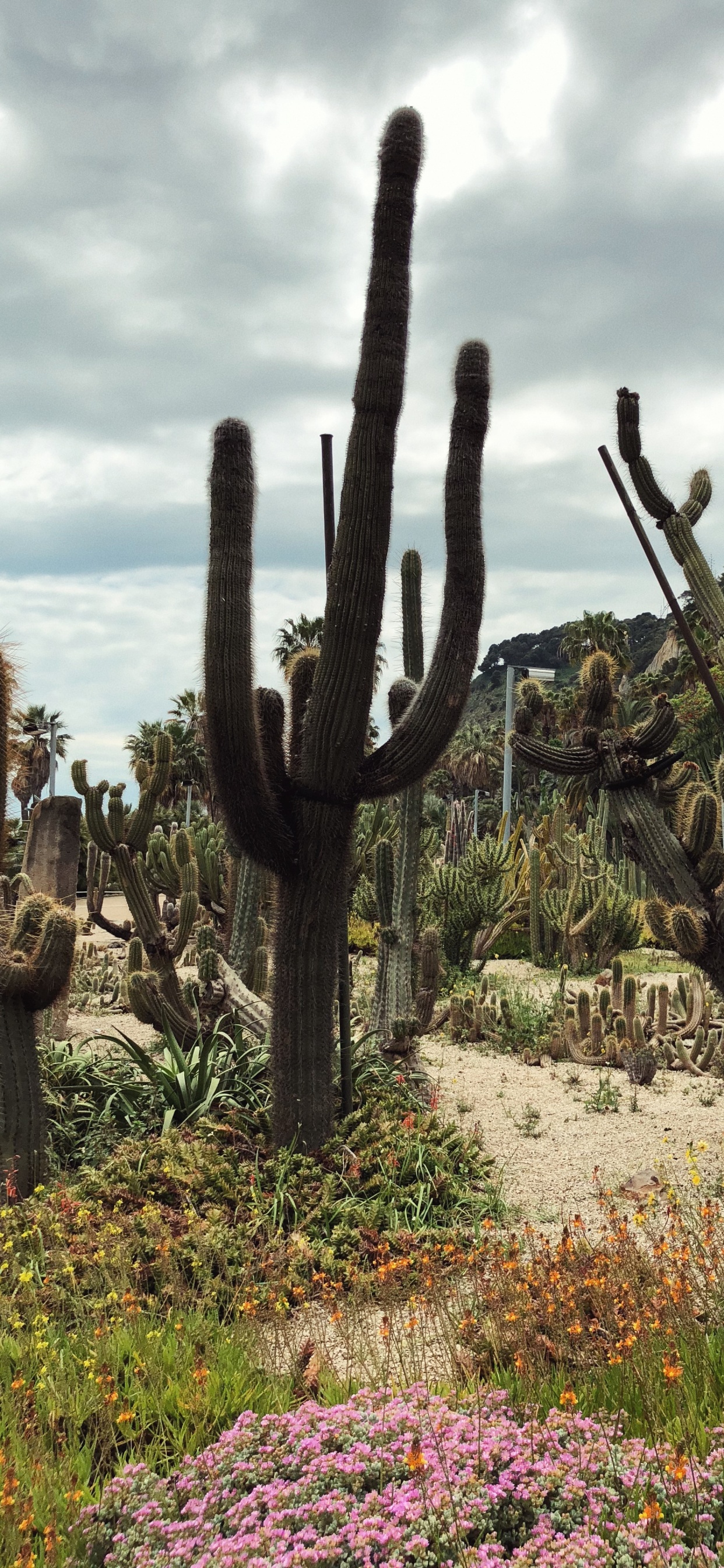Vegetation, Heideflächen, Pflanzen-Gemeinschaft, Botanik, Staude. Wallpaper in 1242x2688 Resolution