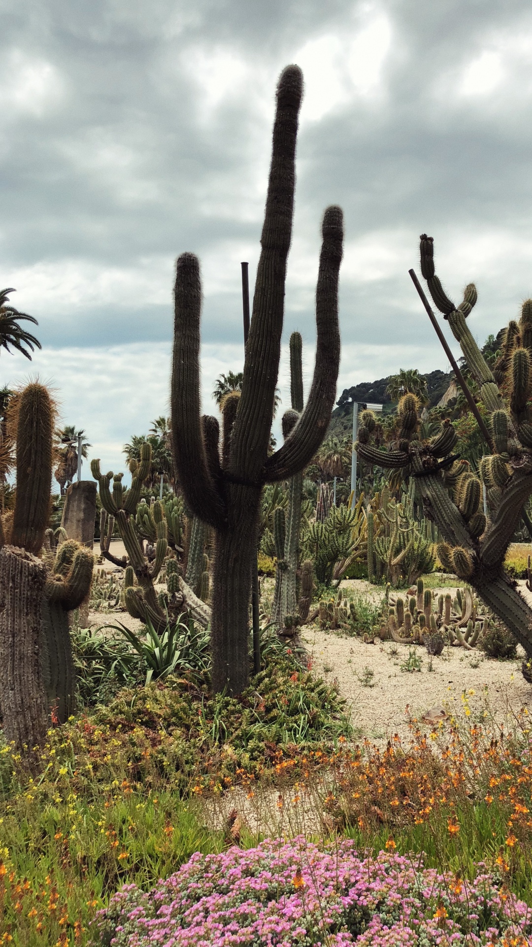 Végétation, Les Landes, Plante de la Communauté, Botanique, Arbuste. Wallpaper in 1080x1920 Resolution