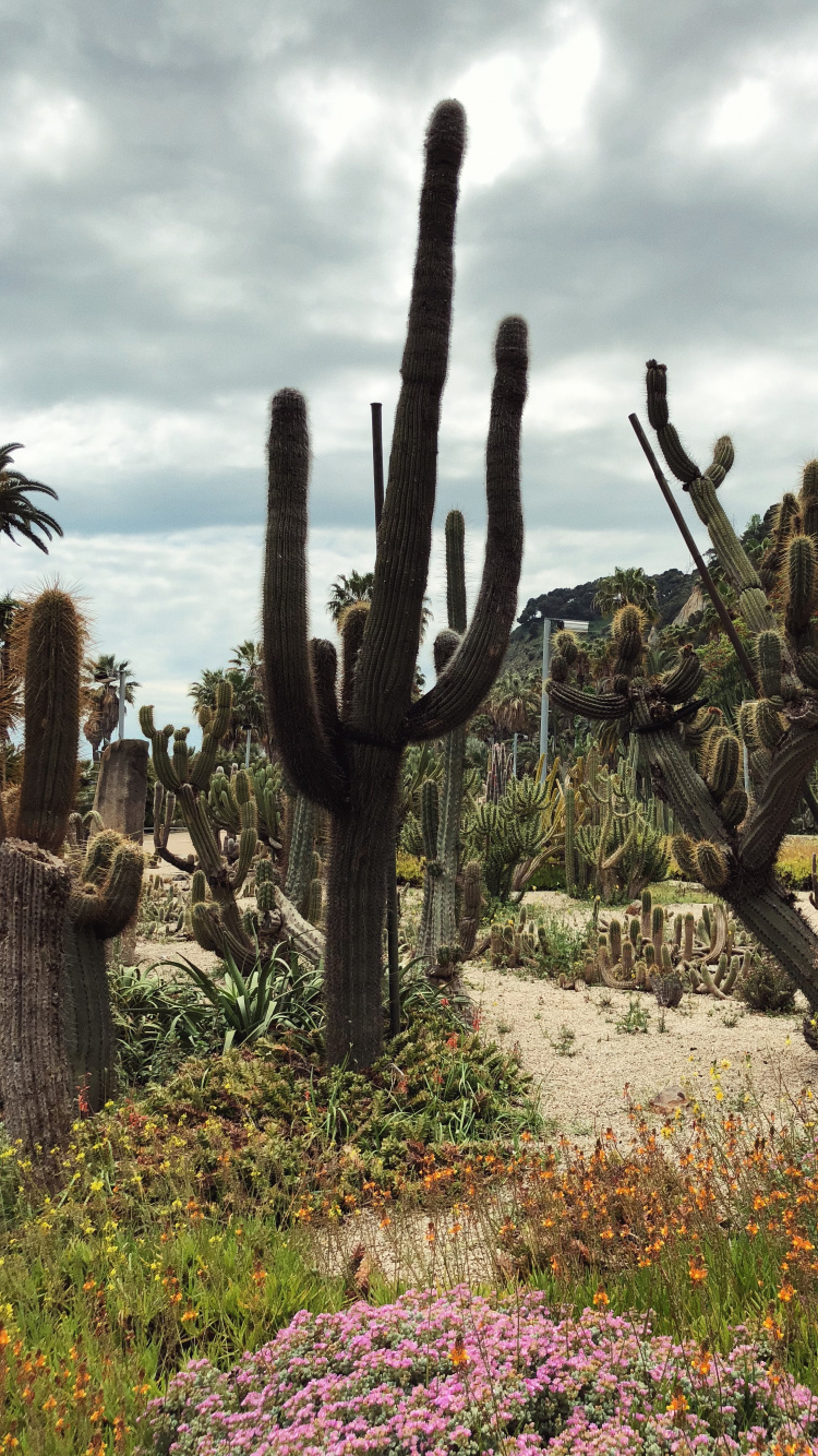 Végétation, Les Landes, Plante de la Communauté, Botanique, Arbuste. Wallpaper in 750x1334 Resolution