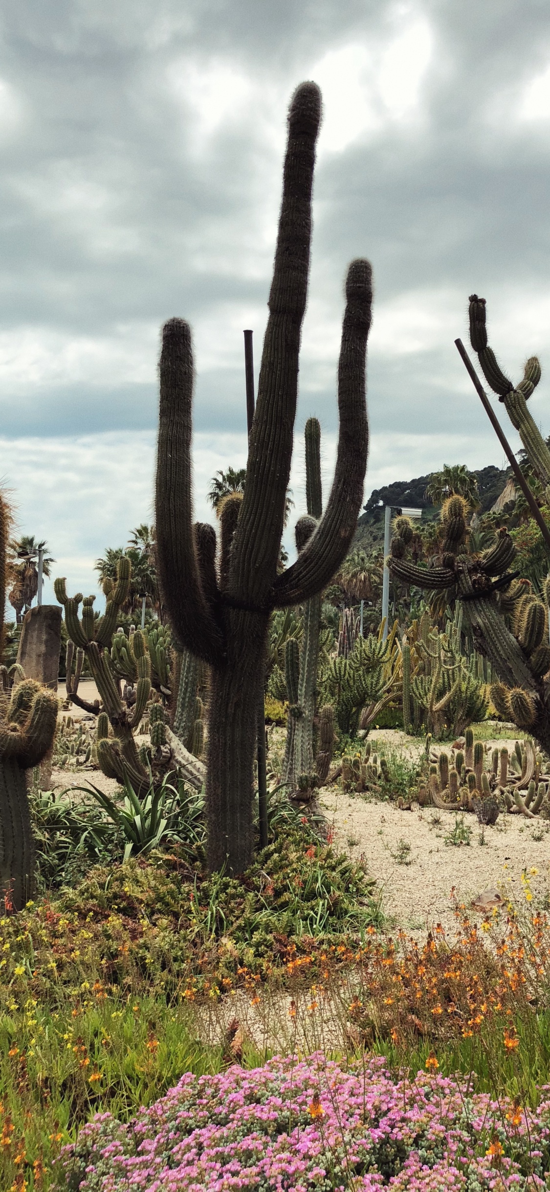 植被, 植物群, 灌木, 地被, 花园 壁纸 1125x2436 允许