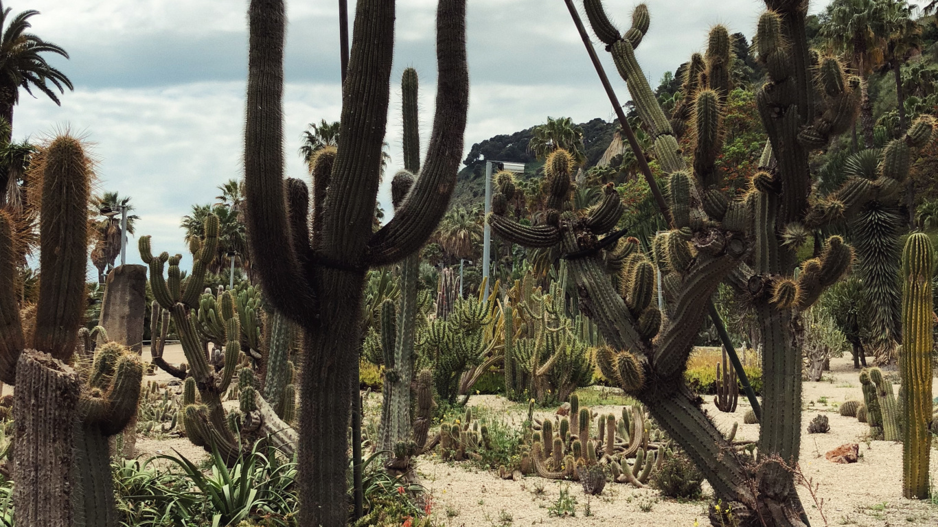 植被, 植物群, 灌木, 地被, 花园 壁纸 1366x768 允许