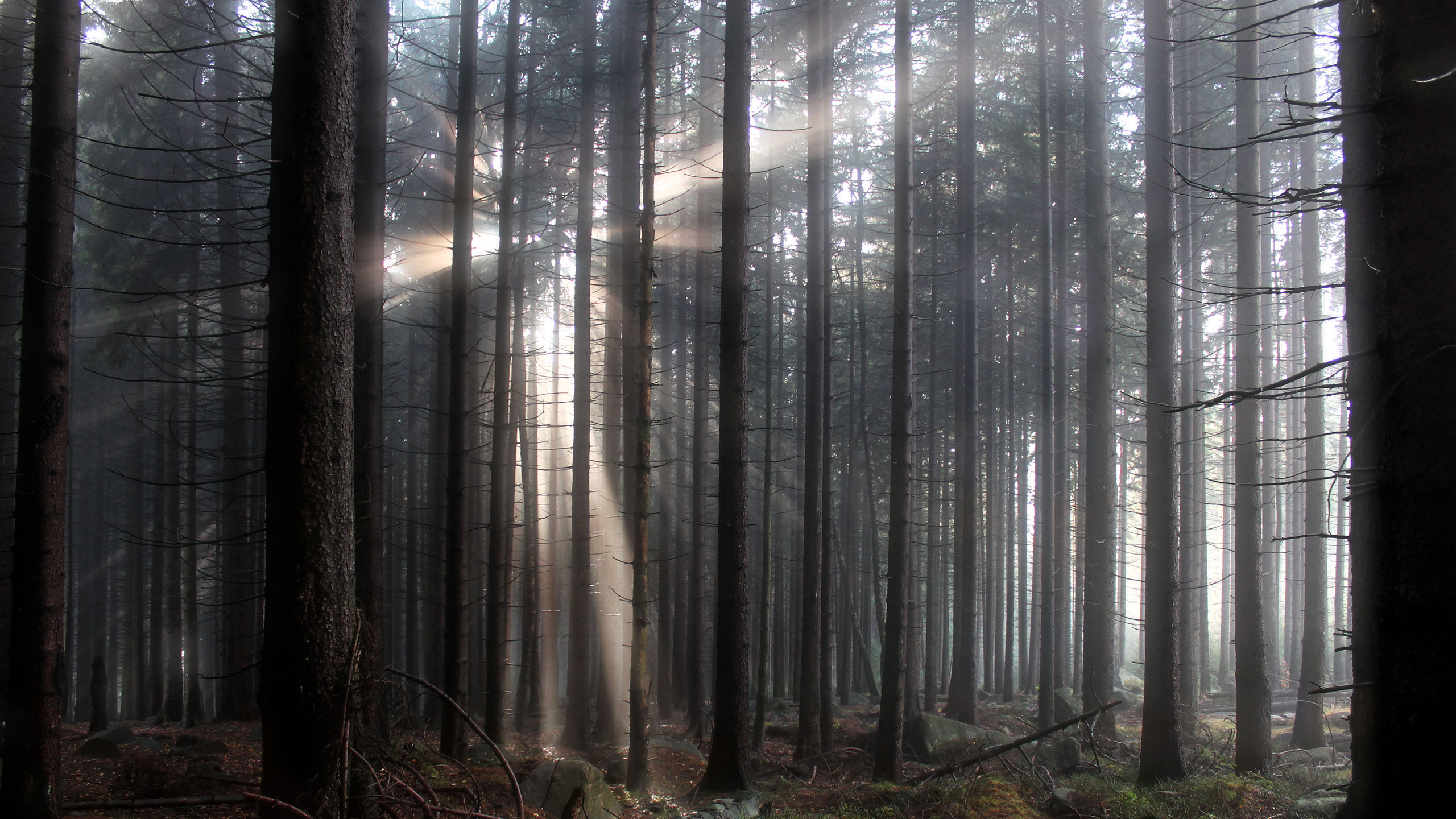 Braune Bäume im Wald Tagsüber. Wallpaper in 2560x1440 Resolution