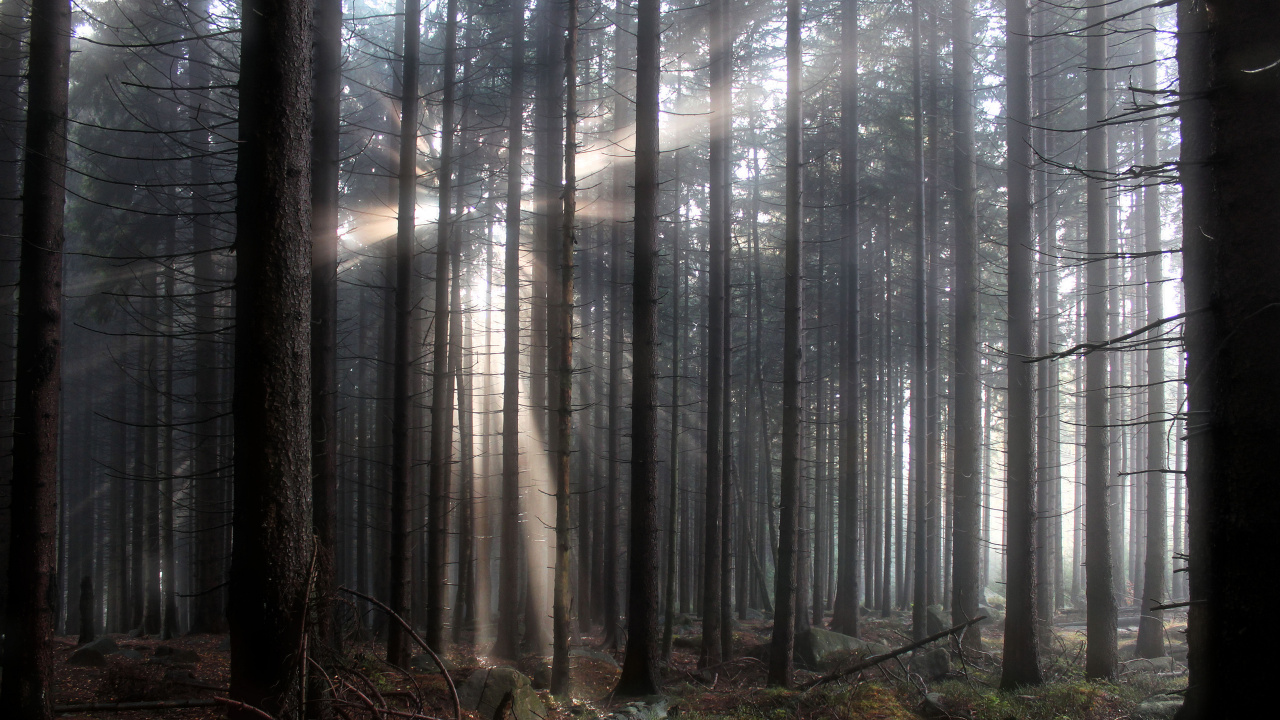 Brown Trees on Forest During Daytime. Wallpaper in 1280x720 Resolution