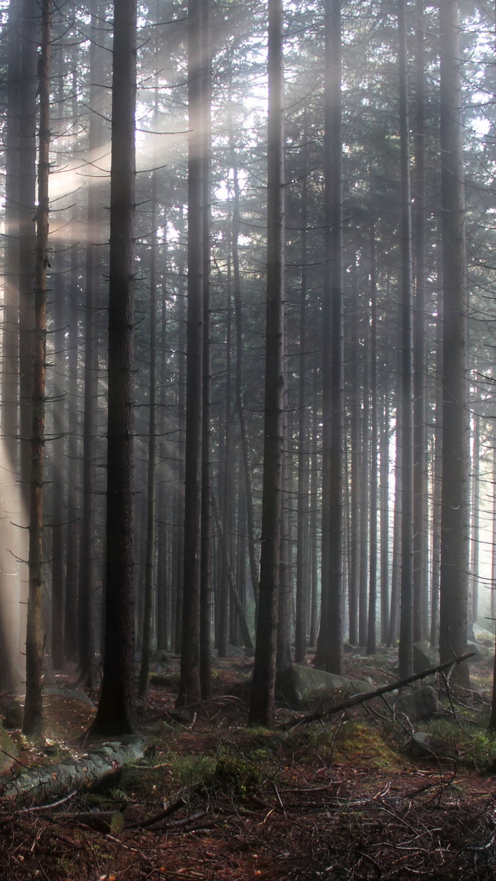 Brown Trees on Forest During Daytime. Wallpaper in 720x1280 Resolution