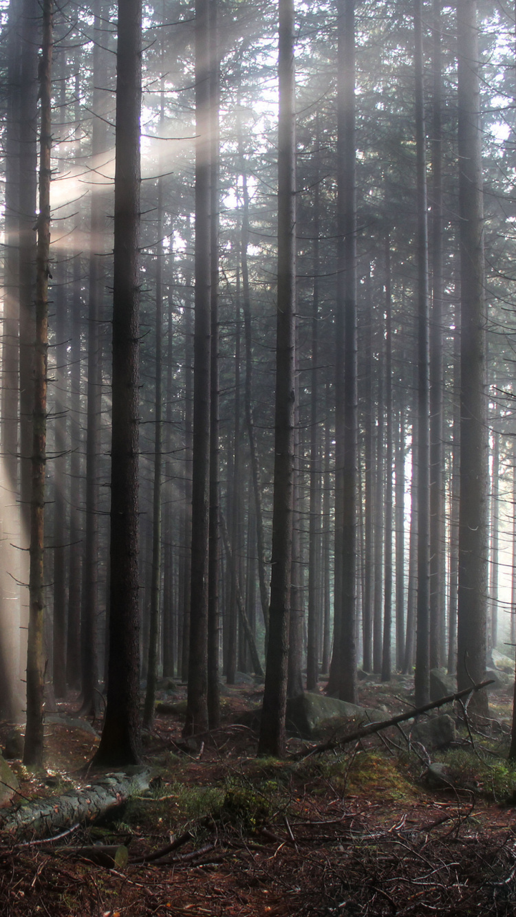 Brown Trees on Forest During Daytime. Wallpaper in 750x1334 Resolution