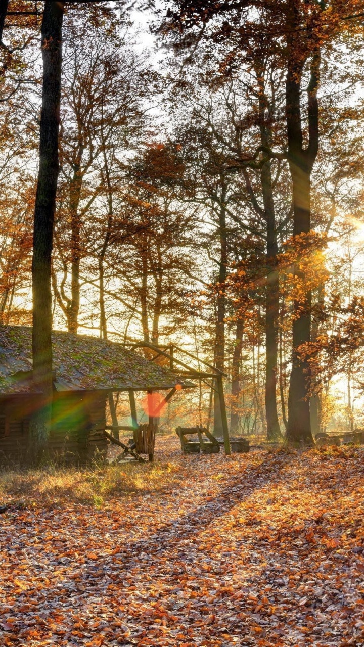 Maison en Bois Brune Dans Les Bois Pendant la Journée. Wallpaper in 720x1280 Resolution